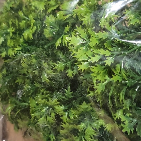 Zoo Med Naturalistic Flora - Picture 5 of 5